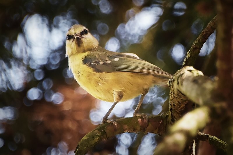 Mésange charbonnière