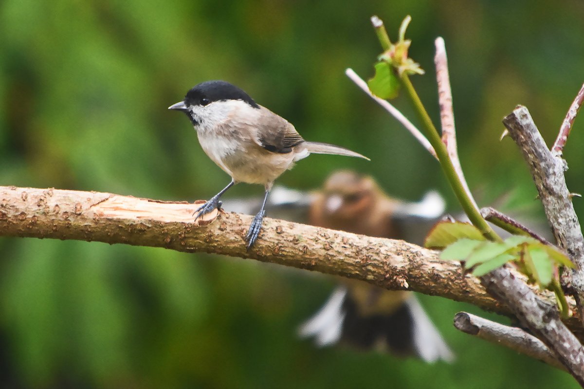 Mésange nonnette