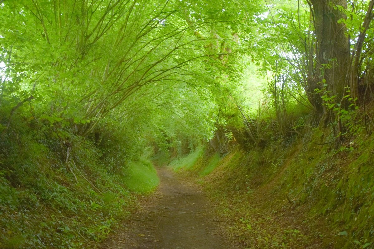 Chemin de randonnée