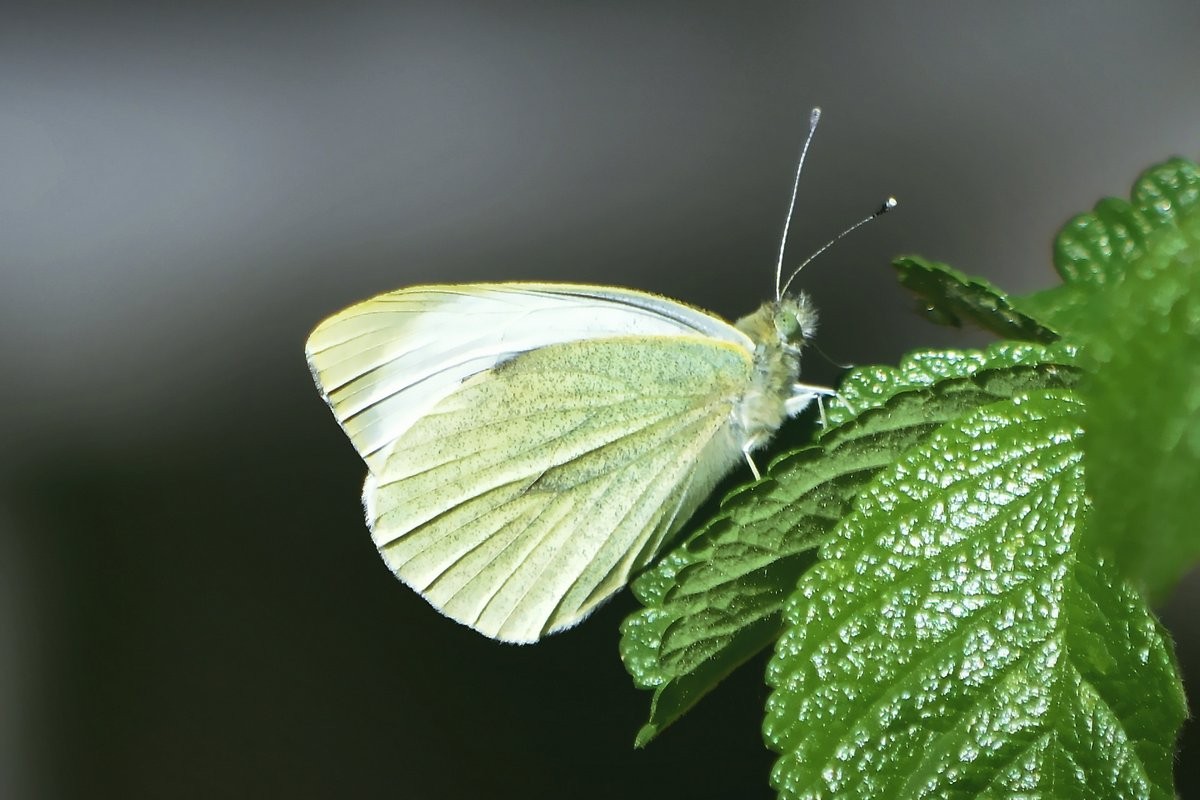 Pétale volant