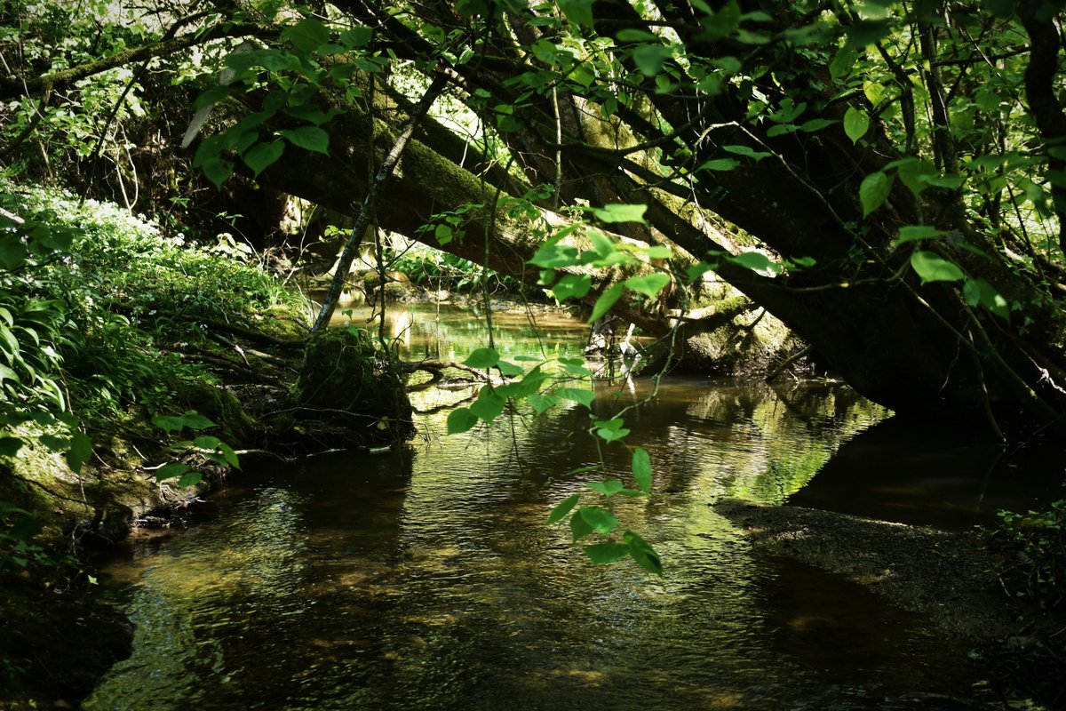 La Morinière