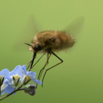 Grand bombyle
