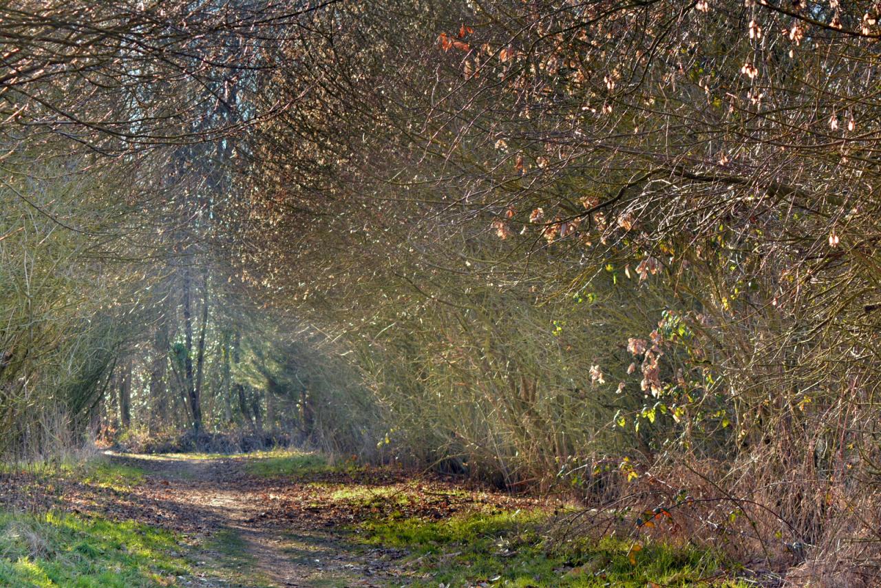 Couleur du silence