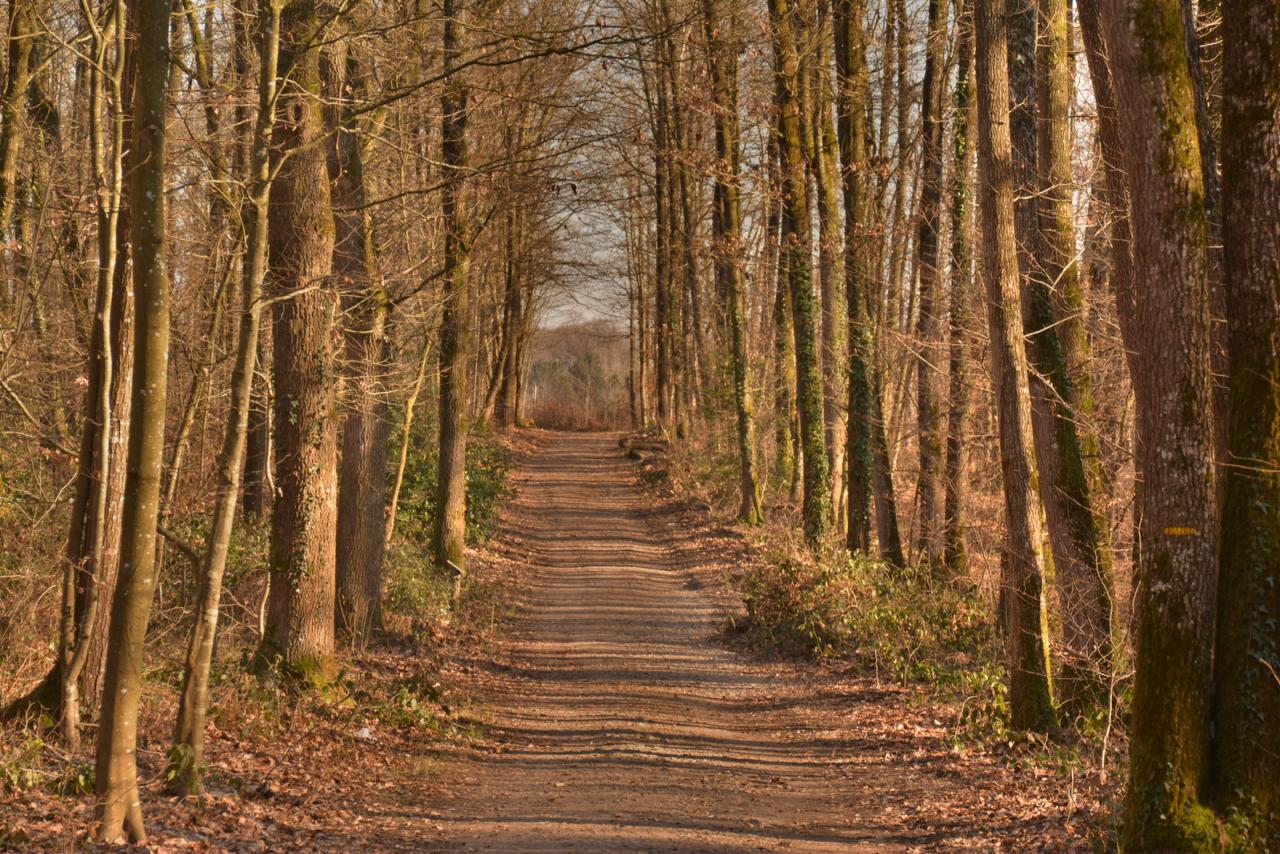 Chemin de choix