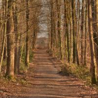 Chemin de choix