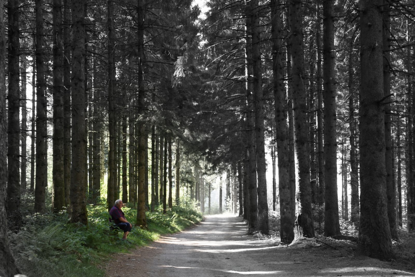 Vosges