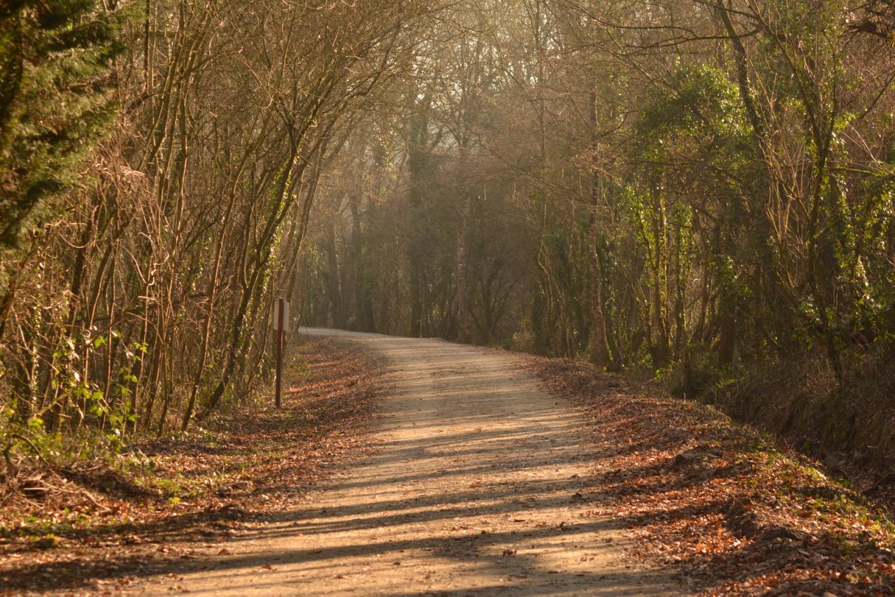 Promenons-nous