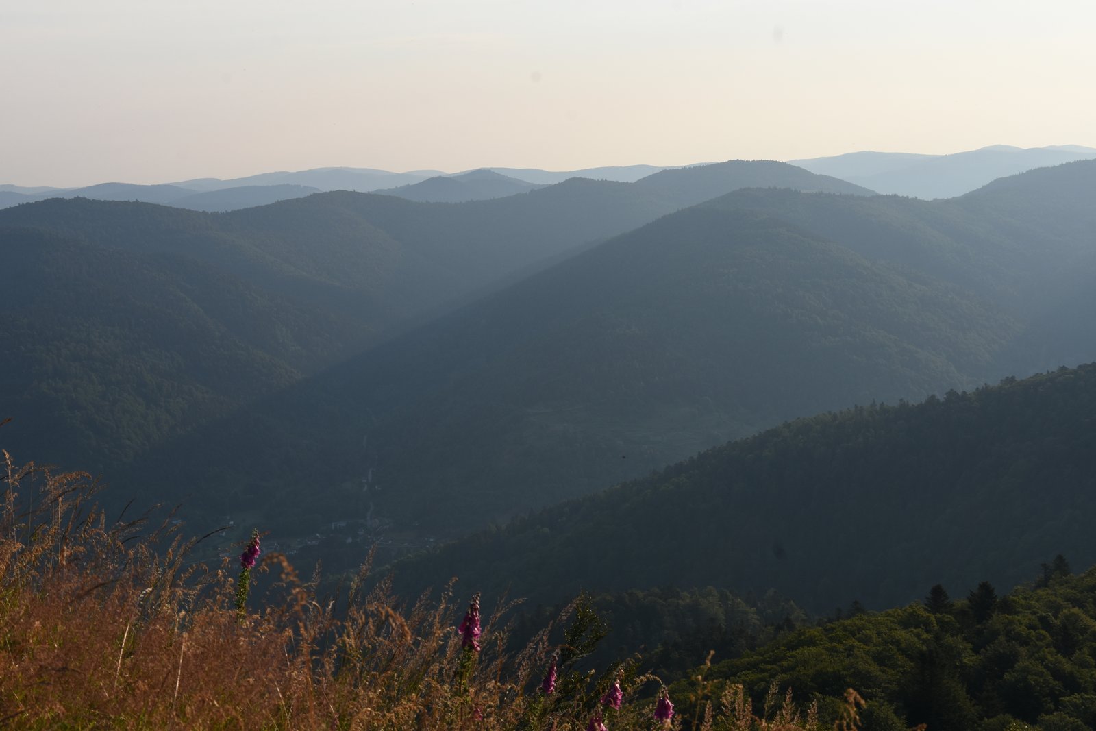 Vosges