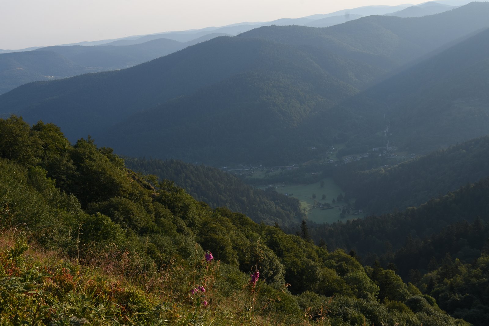 Vosges