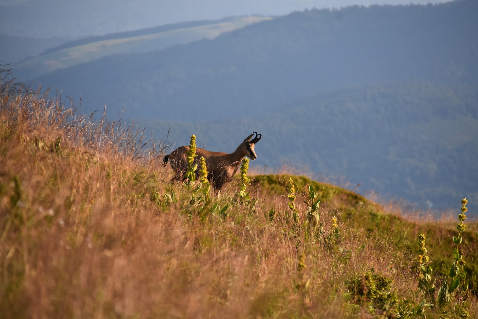 Vosges