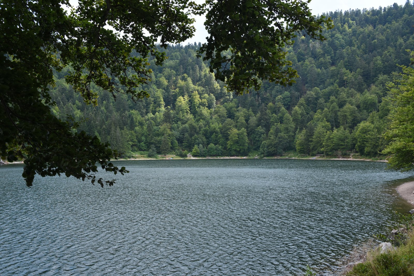 Vosges