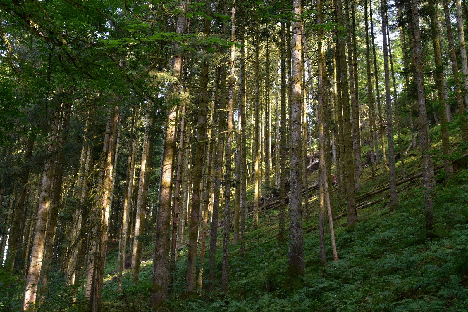 Vosges