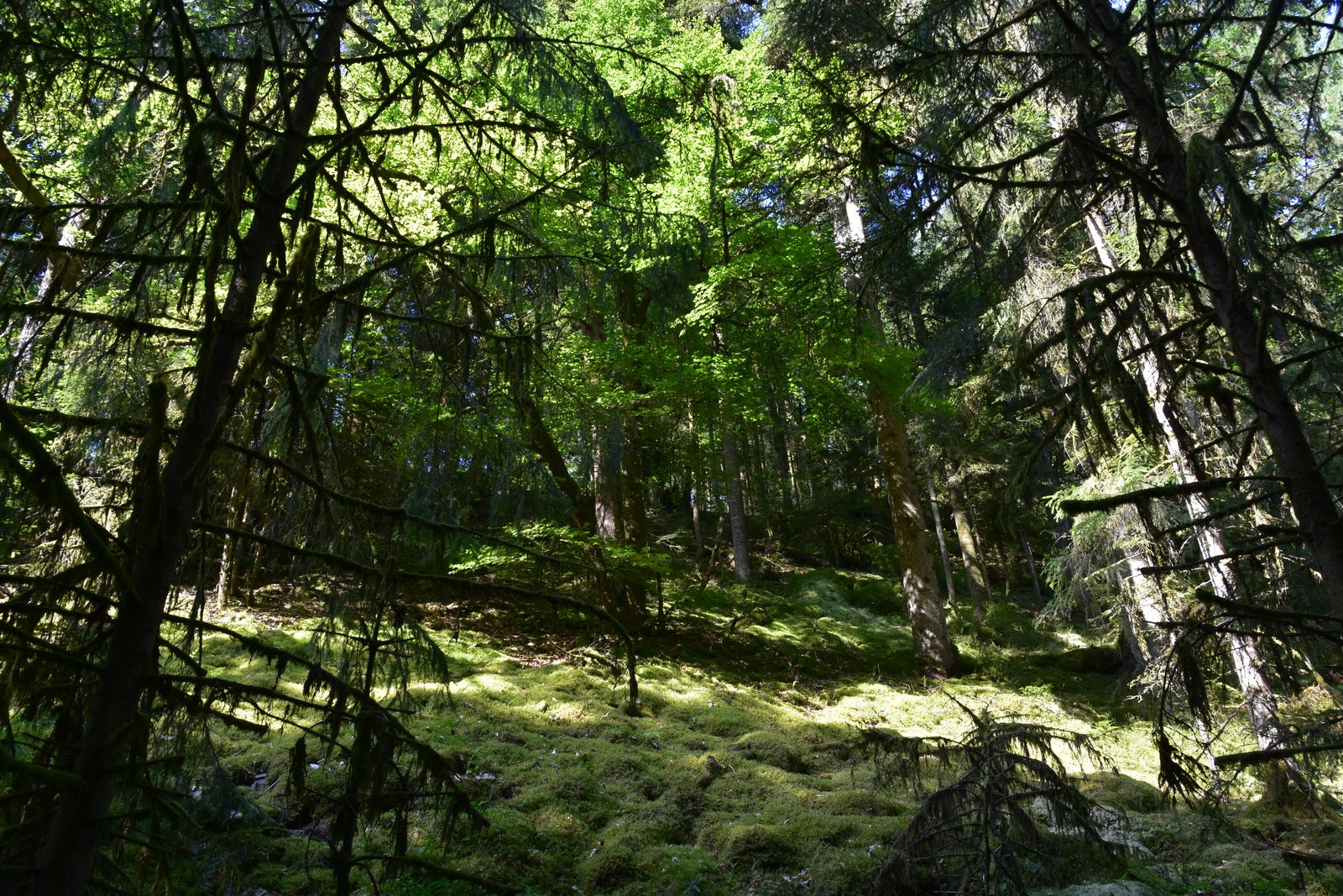 Vosges