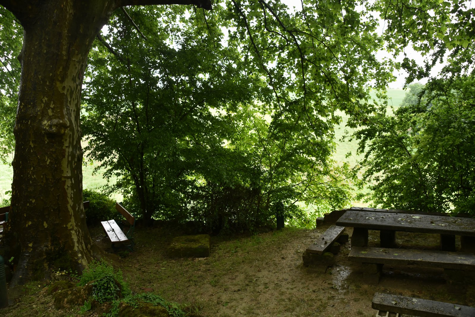 DSC_2281_picc