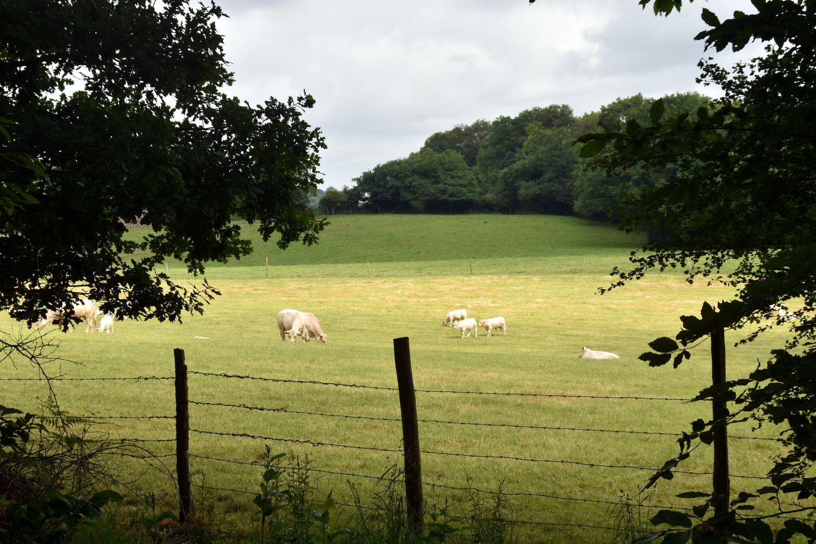 DSC_2586