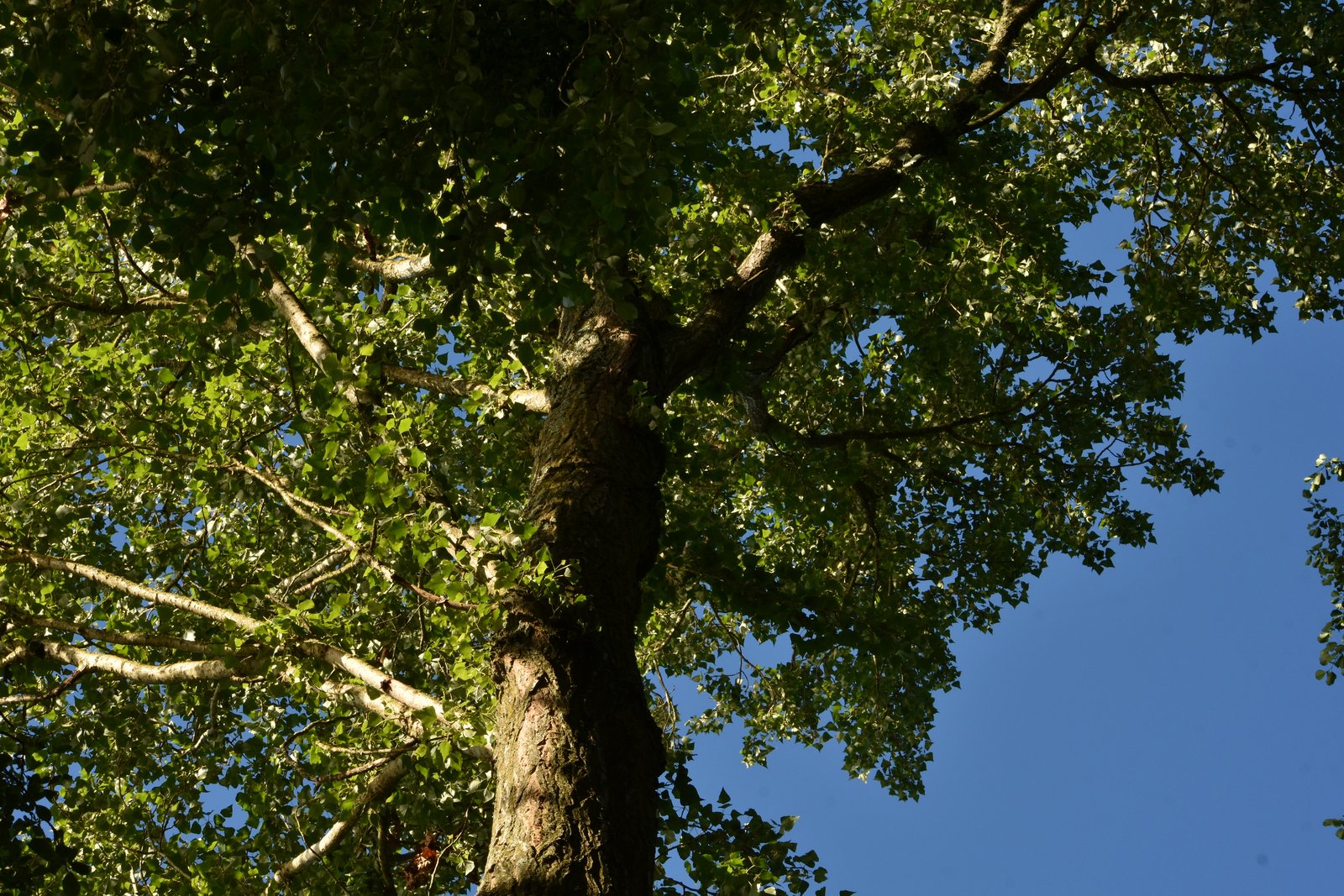 DSC_4278_picc