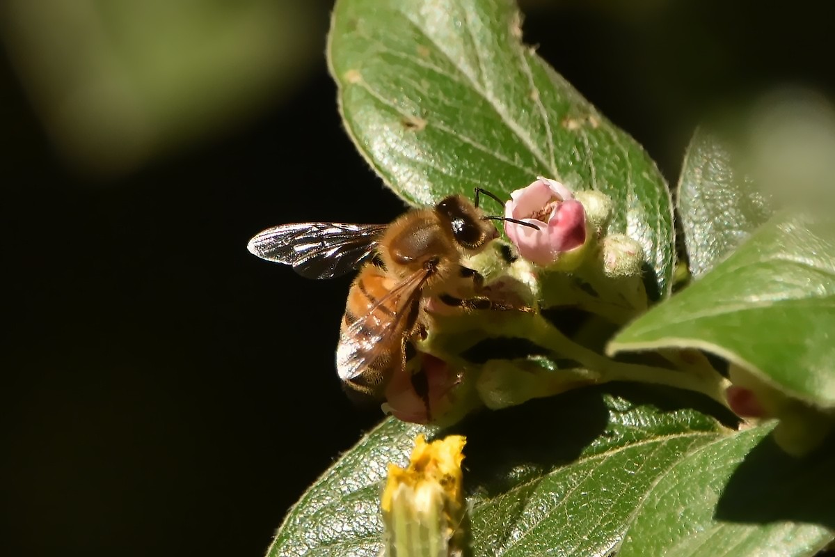 Abeille sur cotonéaster