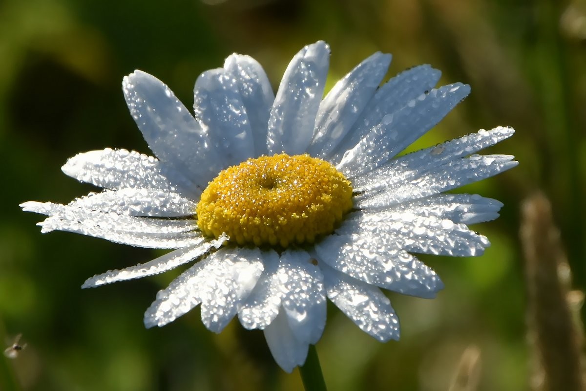 Rosée du matin