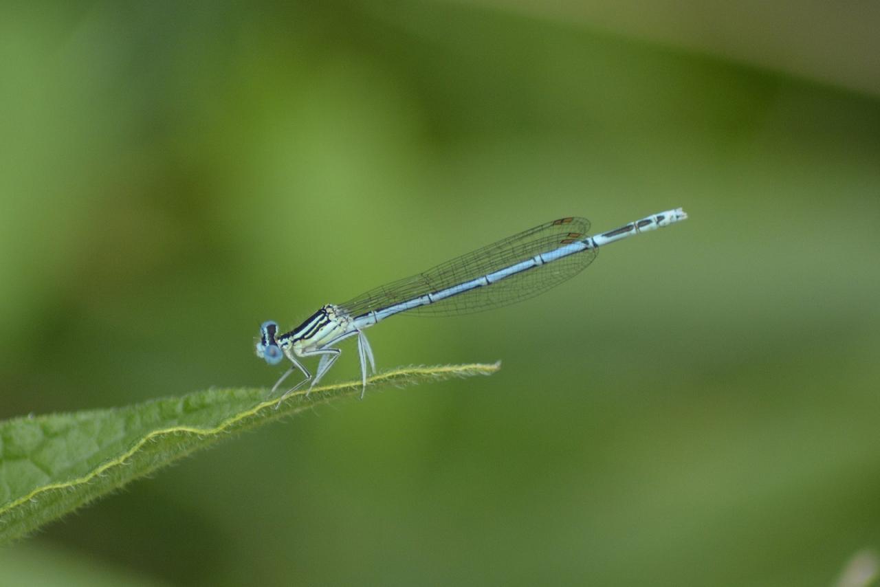 _DSC0008_picc