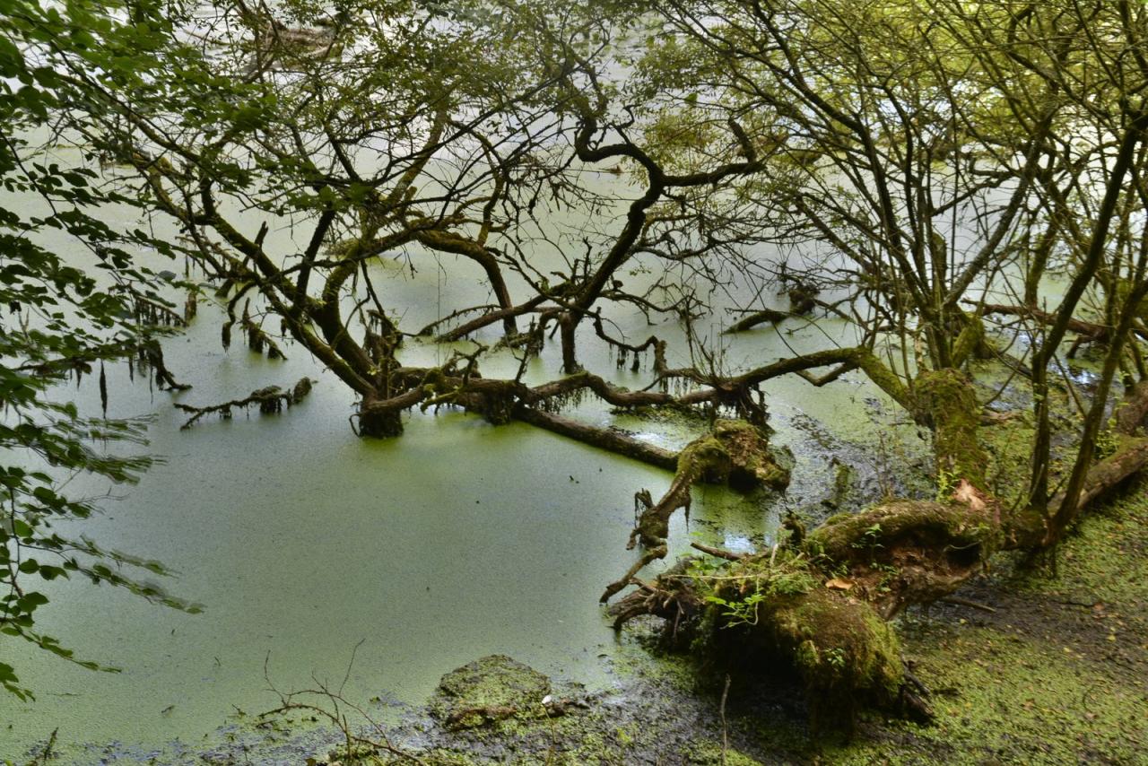 _DSC0013