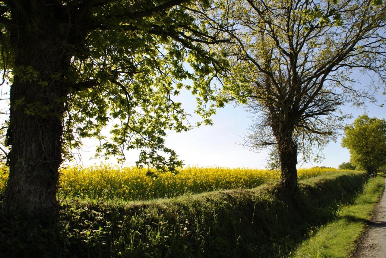 Campagne mayennaise