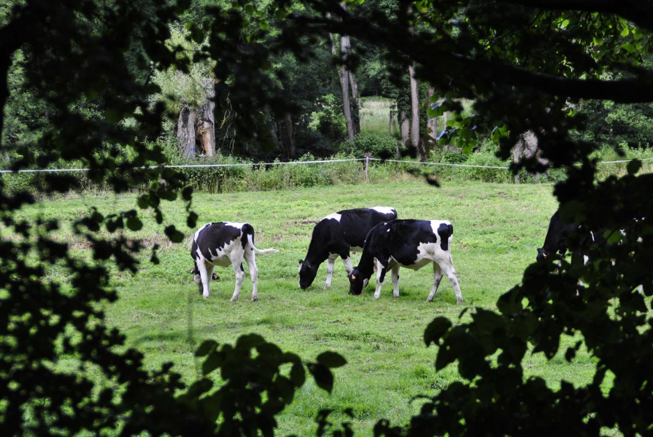 Campagne mayennaise