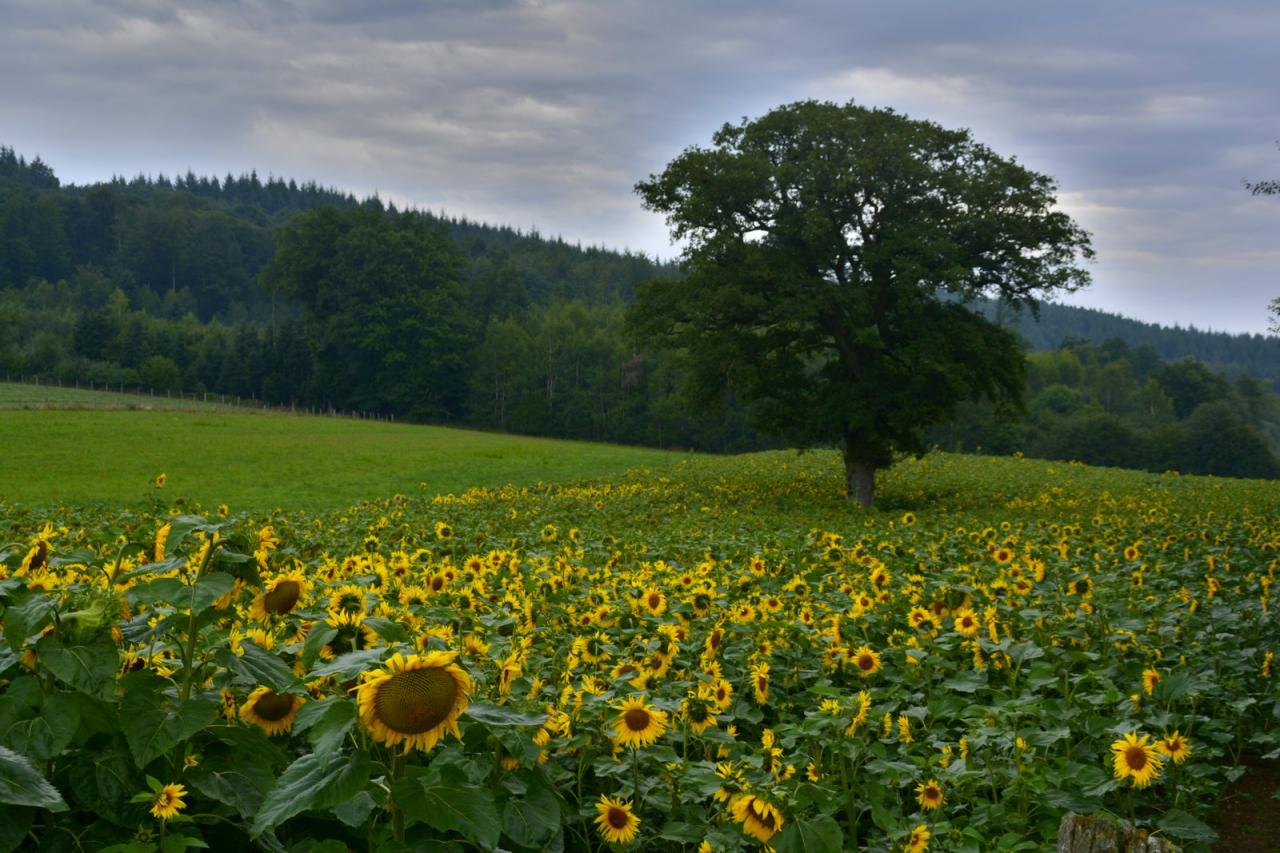 Très tôt le matin (Vosges)