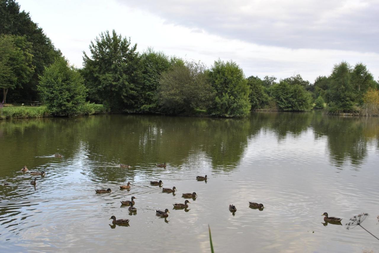 Etang de St Nicolas (Laval)