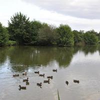 Etang de St Nicolas (Laval)