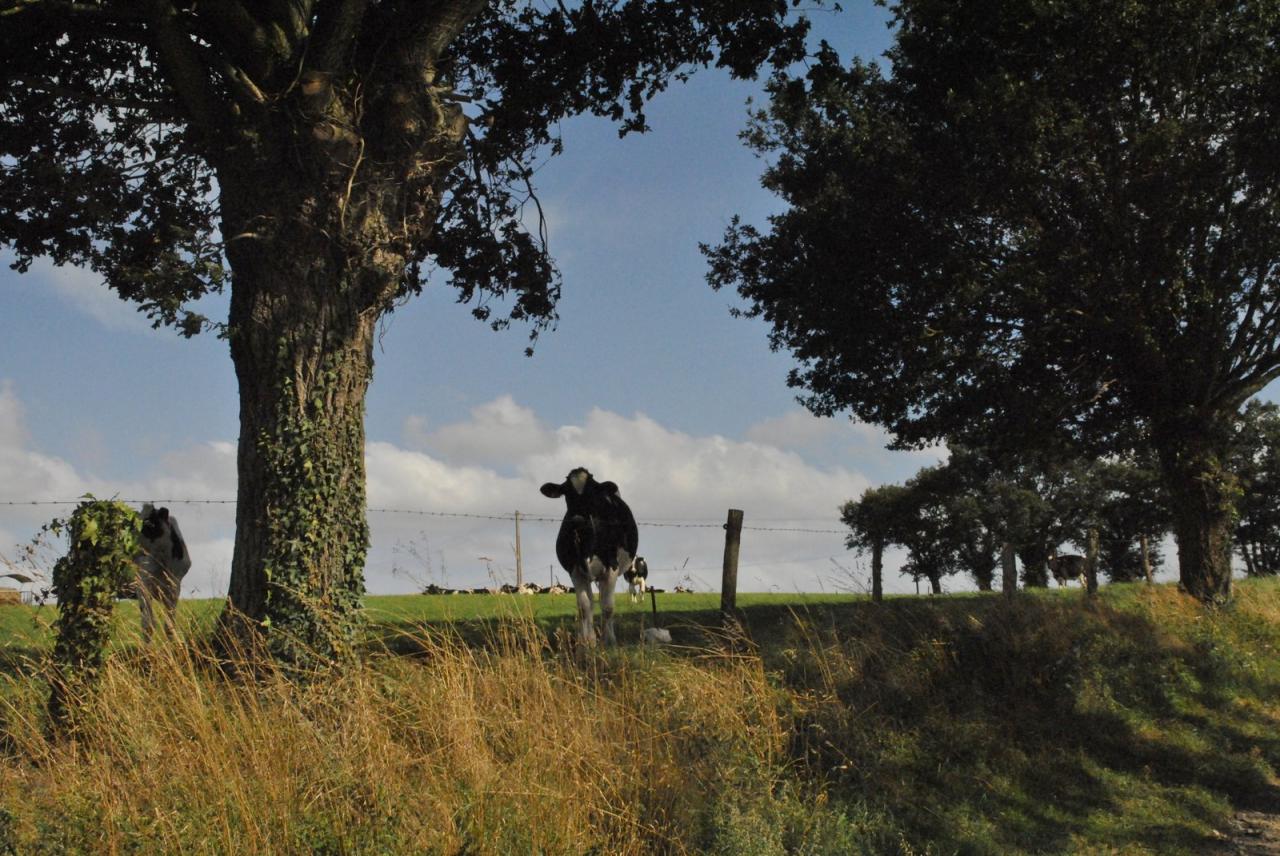 Campagne mayennaise