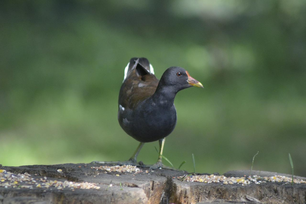 Poule d'eau