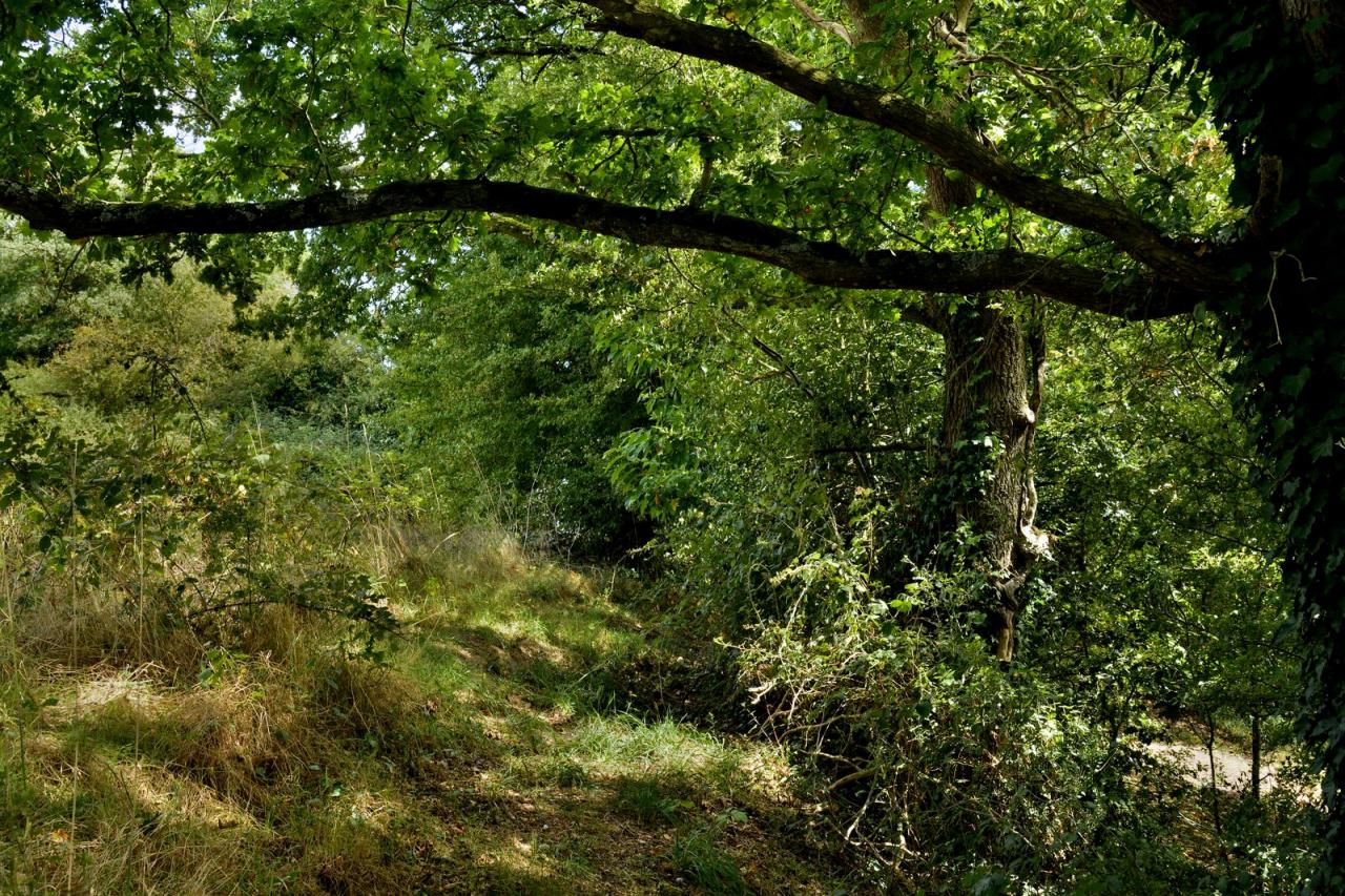 Allée ombragée