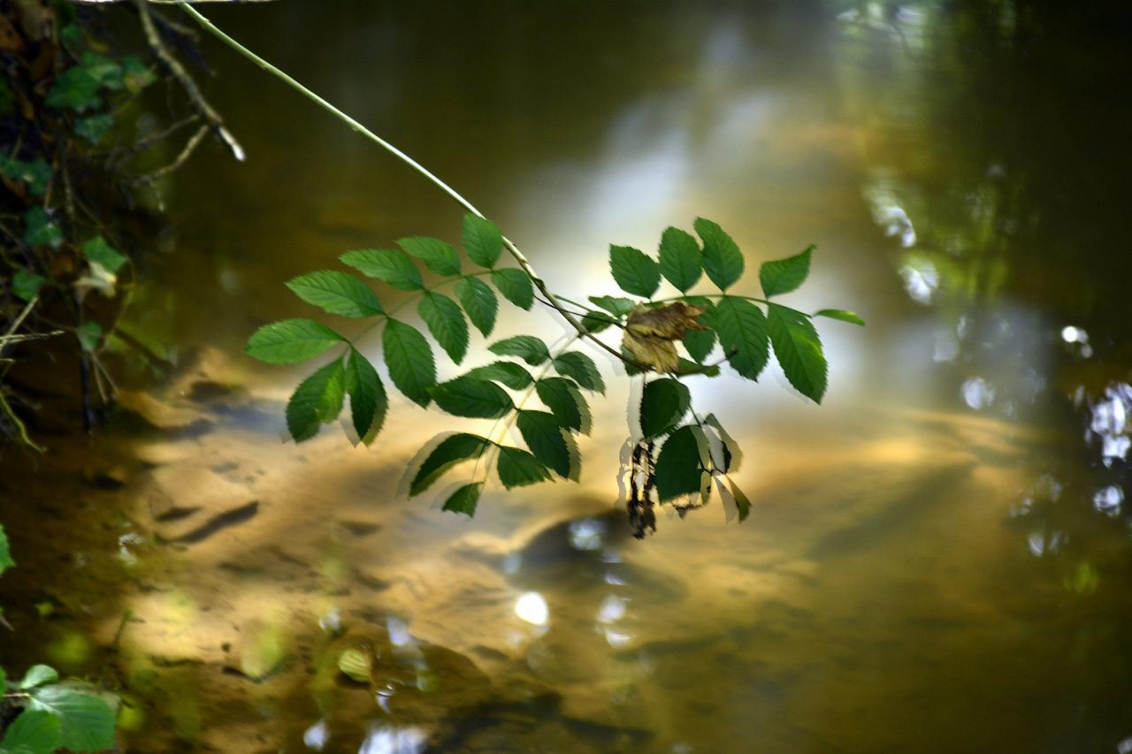 Reflets