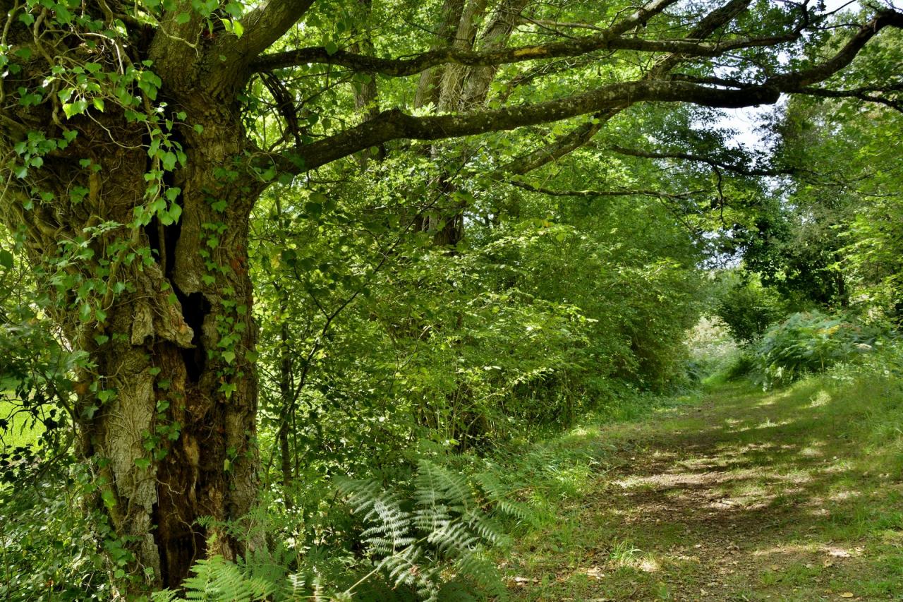 Nature mayennaise