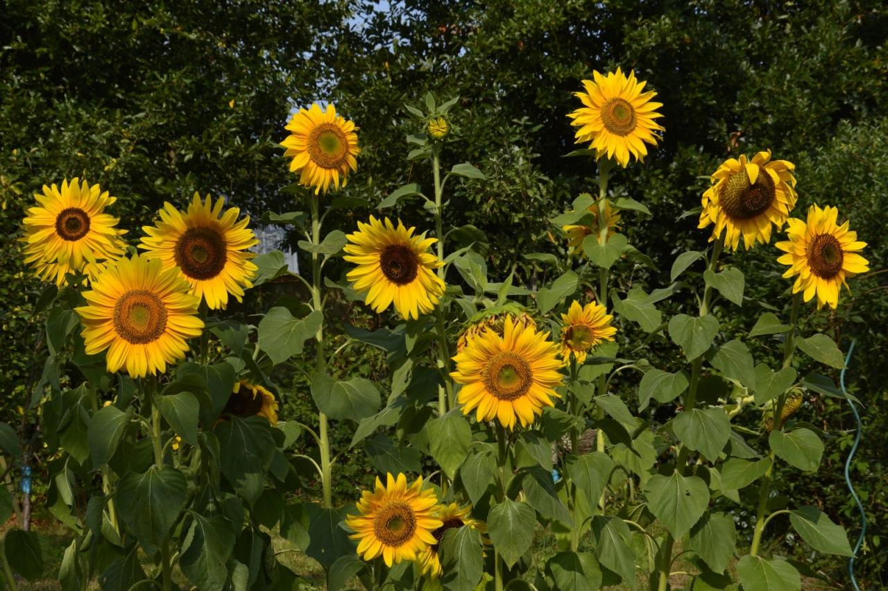 Tournesols de mon jardin