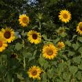 Tournesols de mon jardin