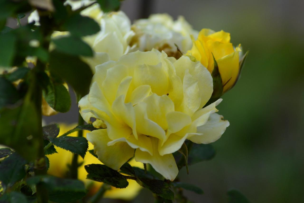 Belle de jour