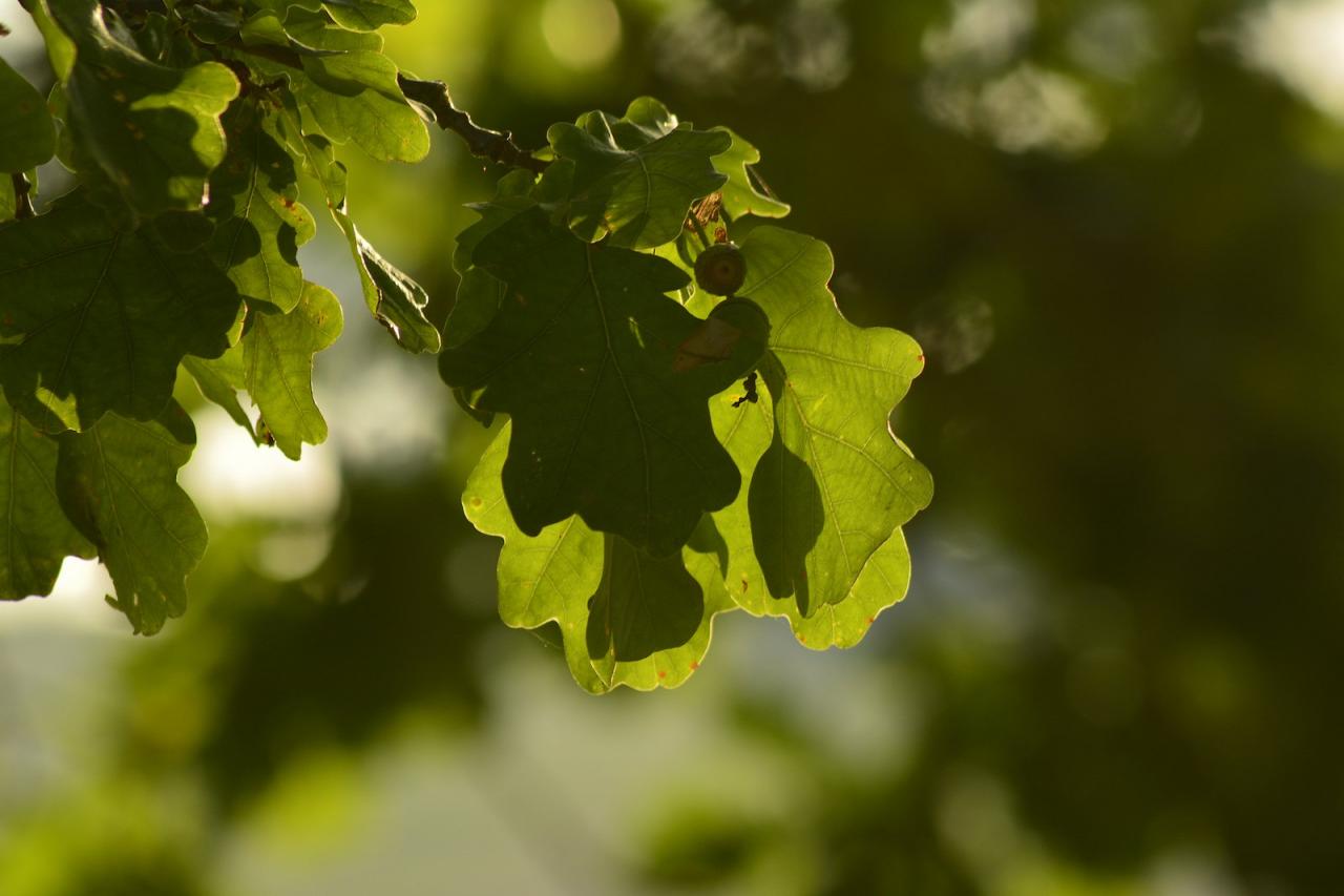 Feuilles de chênes