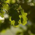 Feuilles de chênes