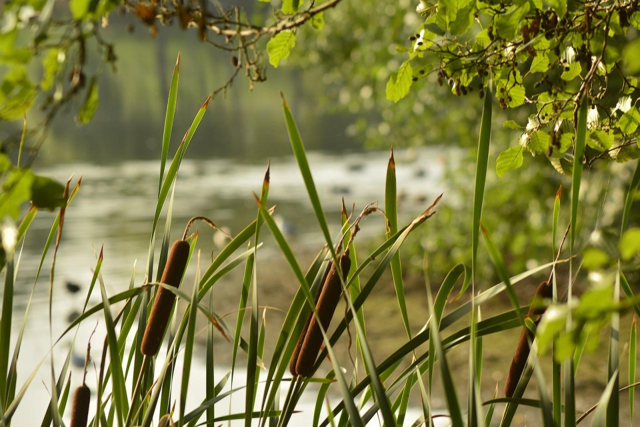 Etang de Changé