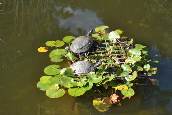 Elles ont de la chance sur l'eau au soleil