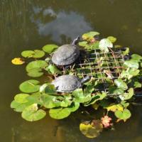 Elles ont de la chance sur l'eau au soleil