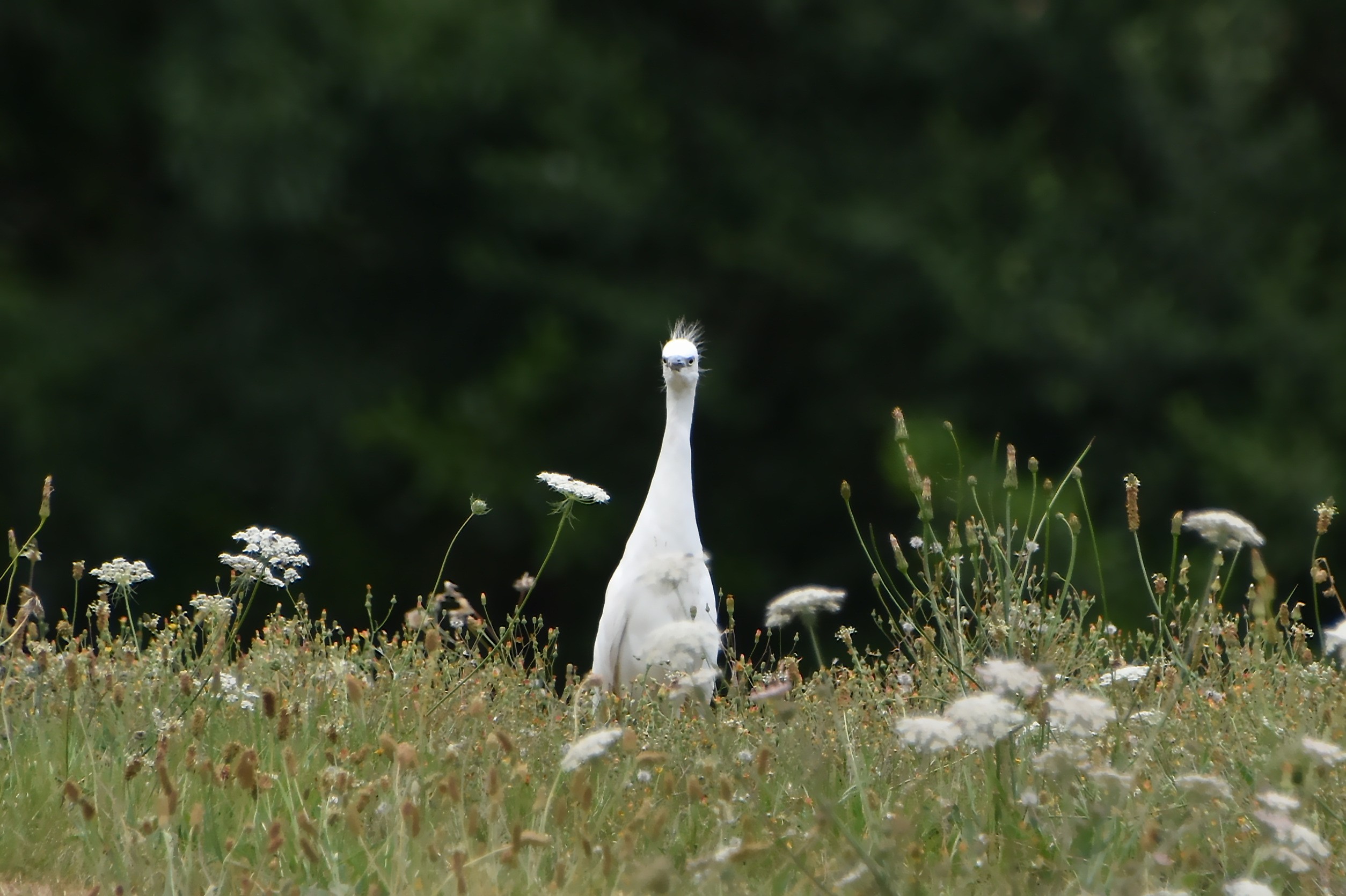 Aigrette