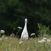Aigrette