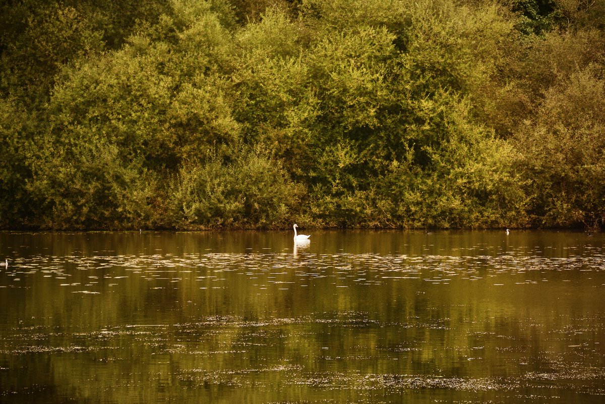 Cygne