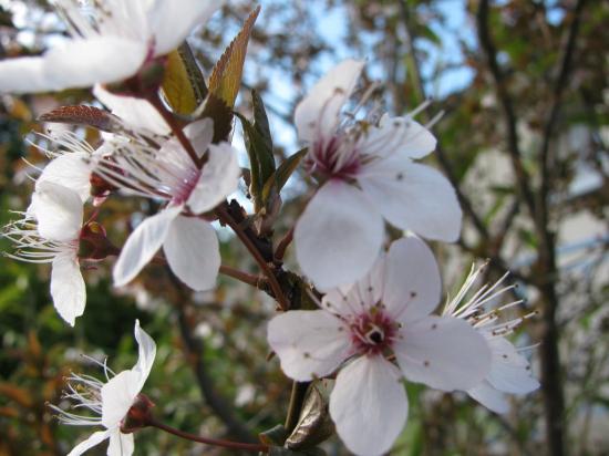 Fleurs de prunier