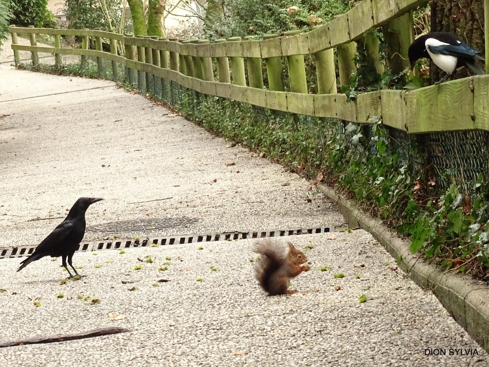 La pie, le corbeau et l'écureuil