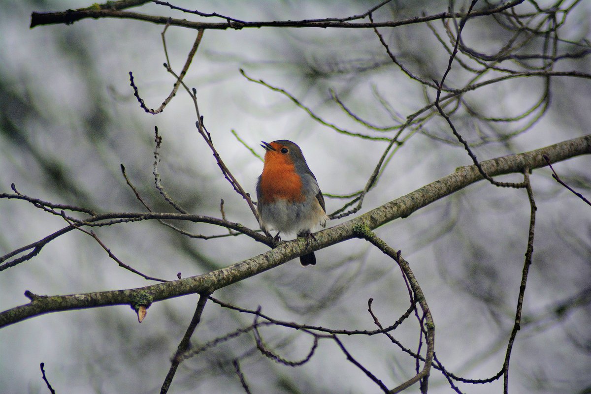 Rouge-gorge